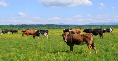 Yaz otlağında inekler