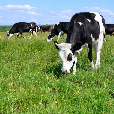 bir yaz mera derisindeki