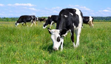 bir yaz mera derisindeki