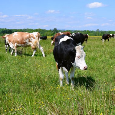 Yaz otlağında inekler