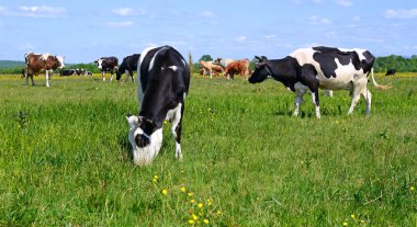 Yaz otlağında inekler
