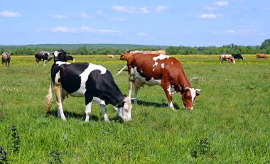 Yaz otlağında inekler