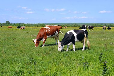 Yaz otlağında inekler