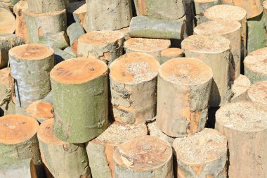 Bir kayın endüstriyel bir manzara içinde blok.