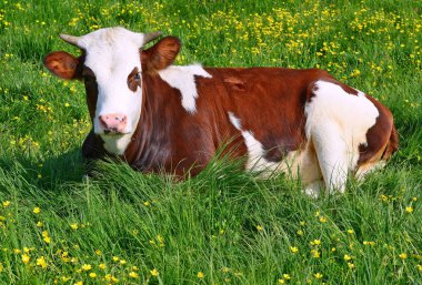 bir yaz mera derisindeki