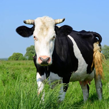 Yaz otlağında inek