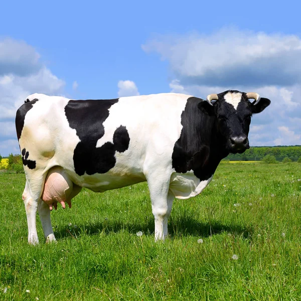 Koe Een Zomerweide — Stockfoto