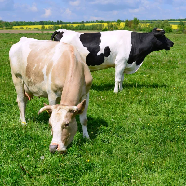 Vacas Pasto Verão — Fotografia de Stock