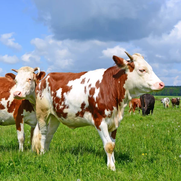 Borjú Közelében Anya Nyári Legelőn — Stock Fotó