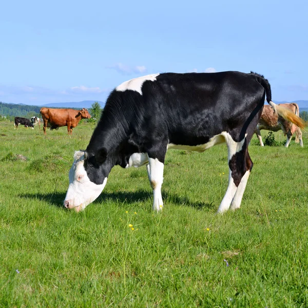 Das Kalb Auf Der Sommerweide — Stockfoto