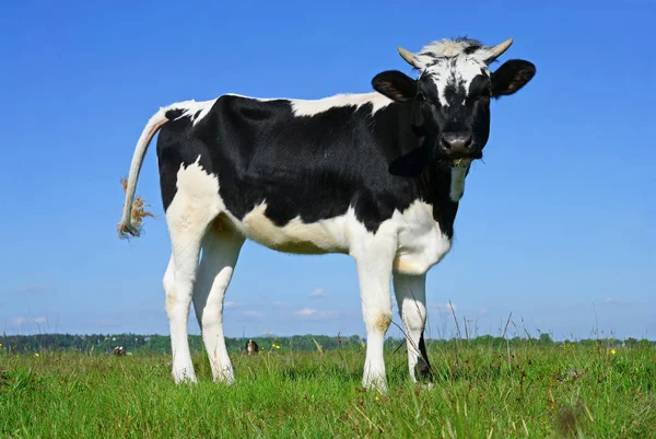 Het Kalf Een Zomer Weiland — Stockfoto