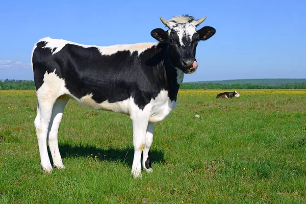 Calf Summer Pasture — Stock Photo, Image