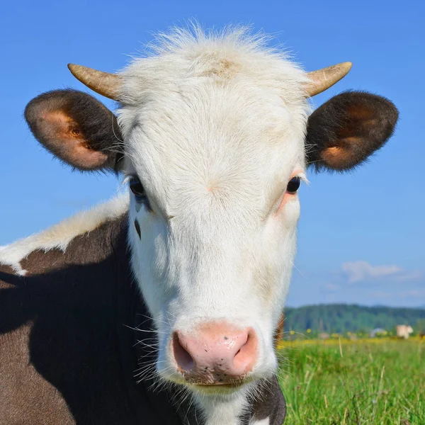 Nyári Legelőn Borjú — Stock Fotó