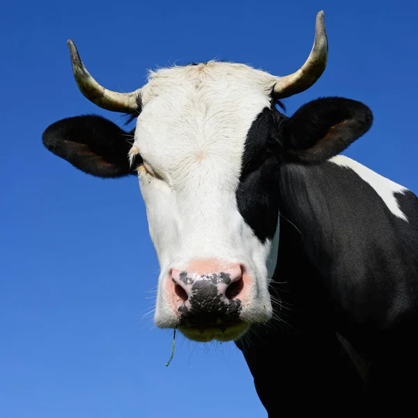 Cabeça Vaca Contra Céu — Fotografia de Stock