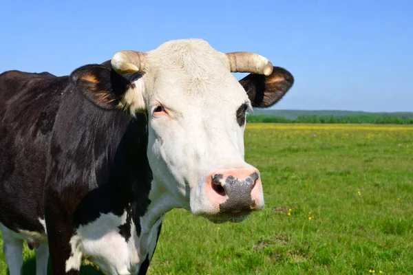 Mucca Pascolo Estivo — Foto Stock