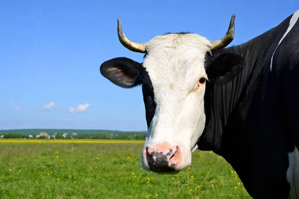 Yaz Otlağında Inek — Stok fotoğraf