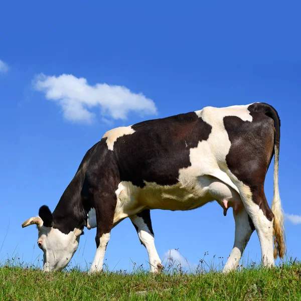 Cow Summer Pasture — Stock Photo, Image