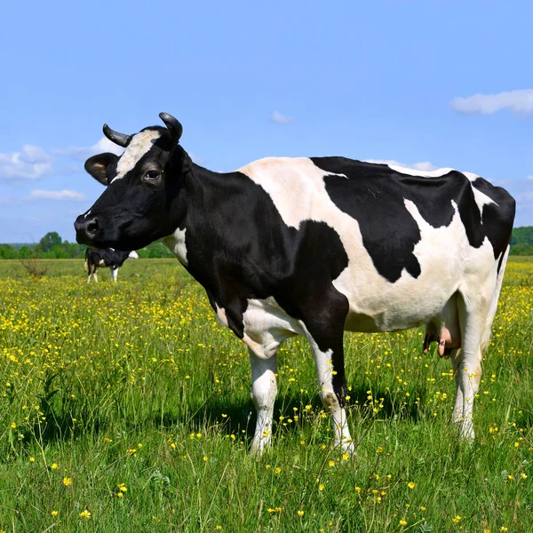 Vaca Pasto Verão — Fotografia de Stock