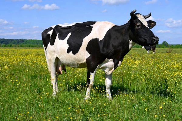 Koe Een Zomerweide — Stockfoto