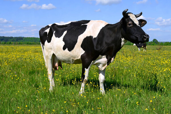Cow on a summer pasture
