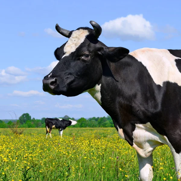 Kuh Auf Einer Sommerweide — Stockfoto