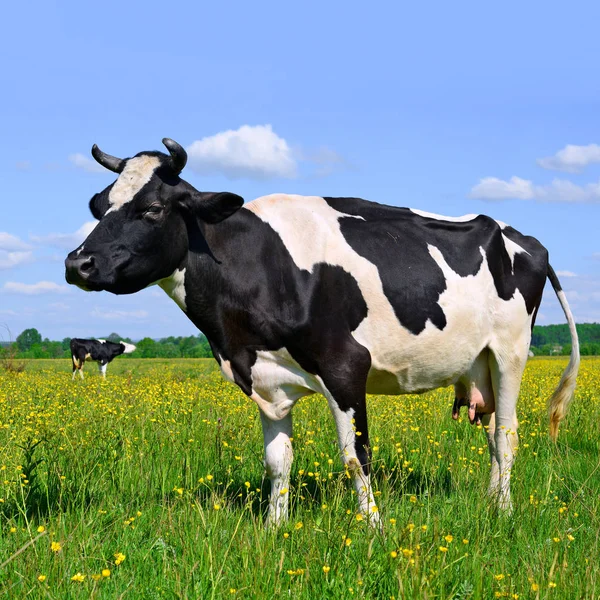 Koe Een Zomerweide — Stockfoto