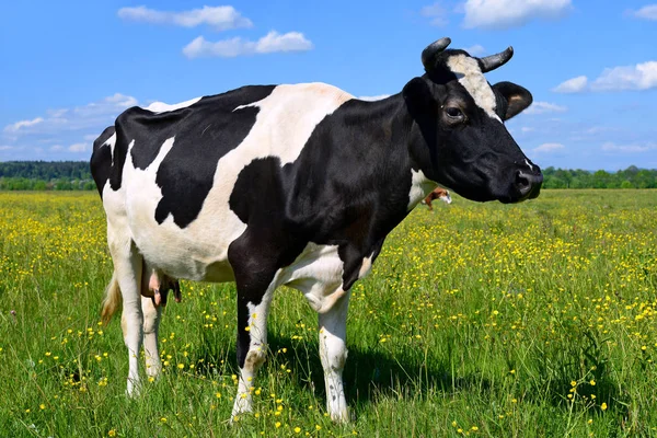 Koe Een Zomerweide — Stockfoto