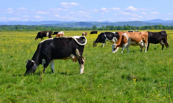 Cows Summer Pasture — Stock Photo, Image