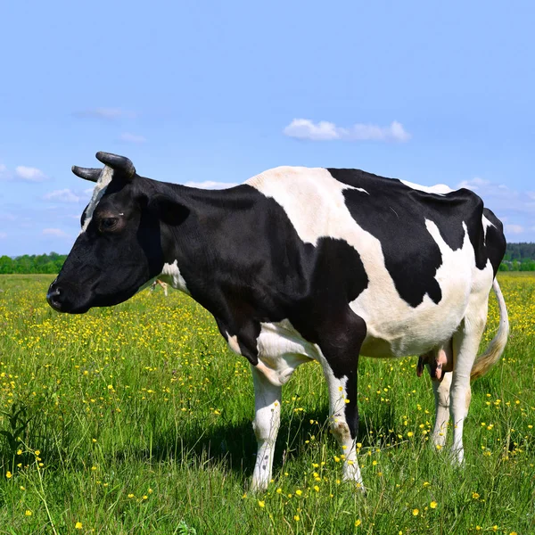 Vaca Pasto Verão — Fotografia de Stock