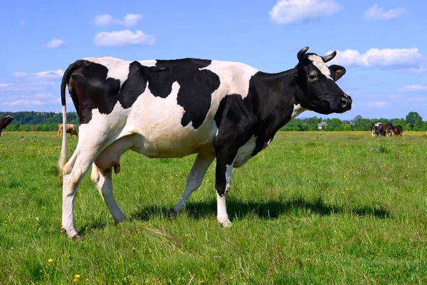 Vache Dans Pâturage Été — Photo