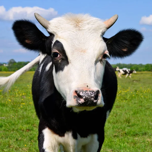 Calf Summer Pasture — Stock Photo, Image