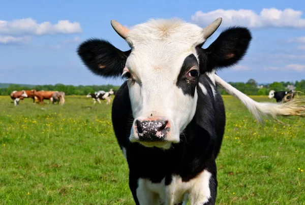 Calf Summer Pasture — Stock Photo, Image