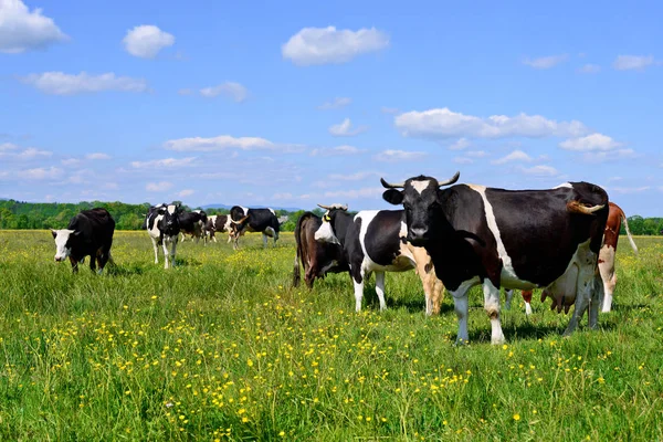 Las Vacas Pasto Verano — Foto de Stock