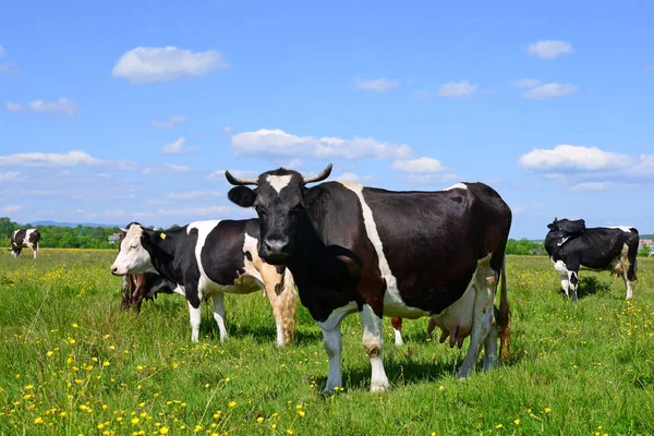 Cows Summer Pasture — Stock Photo, Image