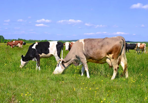 Kühe Auf Einer Sommerweide — Stockfoto