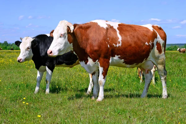 Koeien Een Zomerweide — Stockfoto