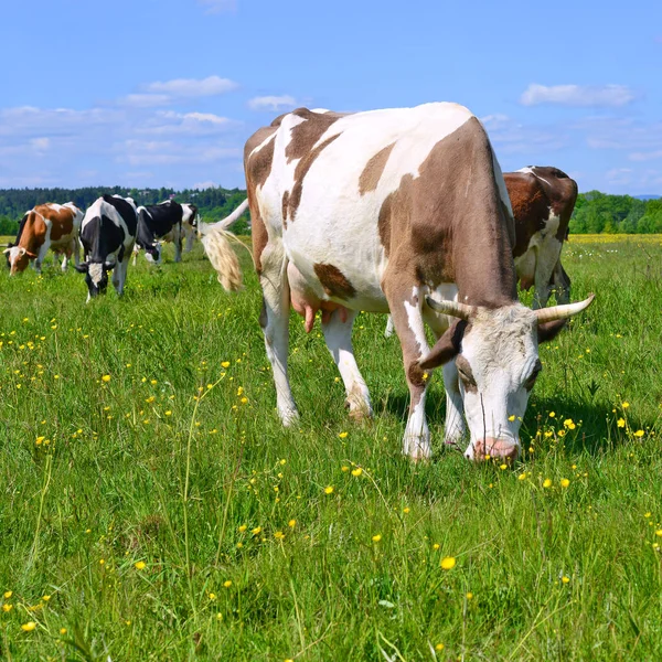 Vacas Pasto Verão — Fotografia de Stock