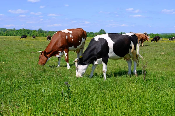 Cows Summer Pasture — Stock Photo, Image