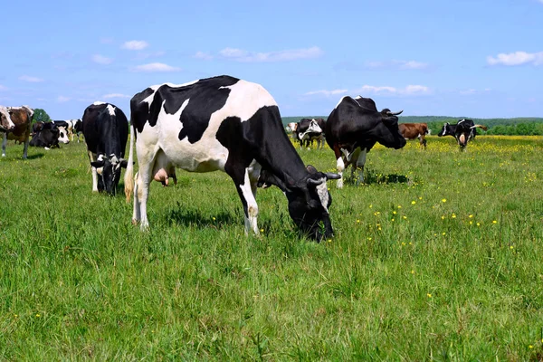 Vacas Pasto Verão — Fotografia de Stock