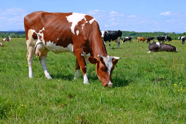 Vacas Pasto Verão — Fotografia de Stock