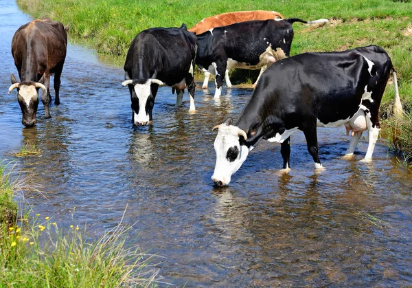 Vacas Lugar Riego — Foto de Stock