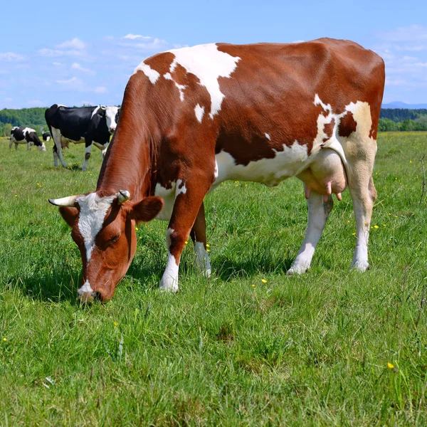 Tehenek Nyári Legelőn — Stock Fotó