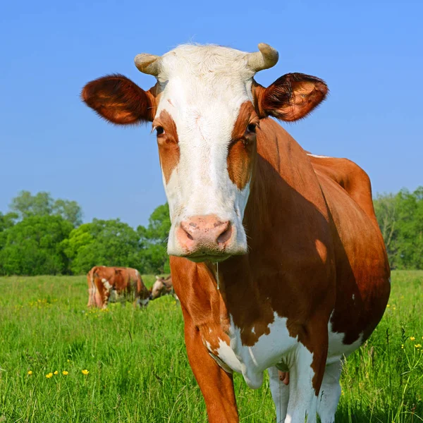 Vaca Pasto Verão — Fotografia de Stock