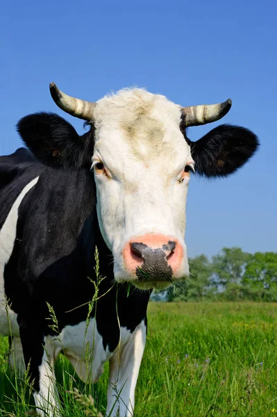 Kuh Auf Einer Sommerweide — Stockfoto