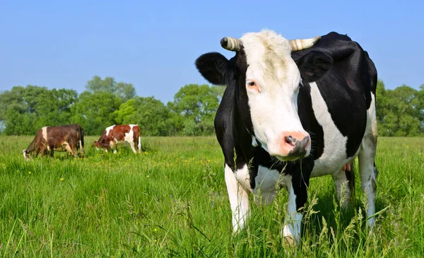 Koe Een Zomerweide — Stockfoto