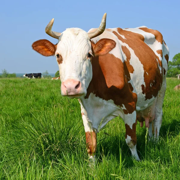 Vaca Pasto Verão — Fotografia de Stock