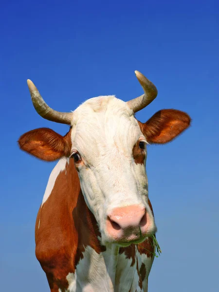 Cabeza Vaca Contra Cielo — Foto de Stock