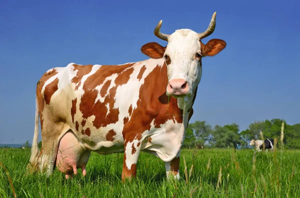 Vaca Pasto Verano —  Fotos de Stock