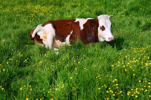 The calf on a summer pasture