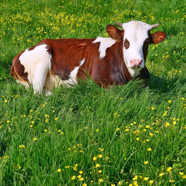 stock image The calf on a summer pasture